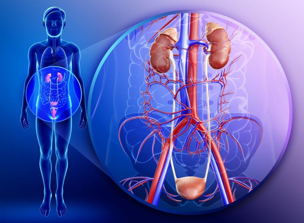 Při zánětu orgánů urogenitálního systému je léčba zázvorem zakázána. 
